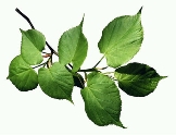 http://pix.com.ua/db/nature/trees_leaves/leaves/m-001_025.jpg